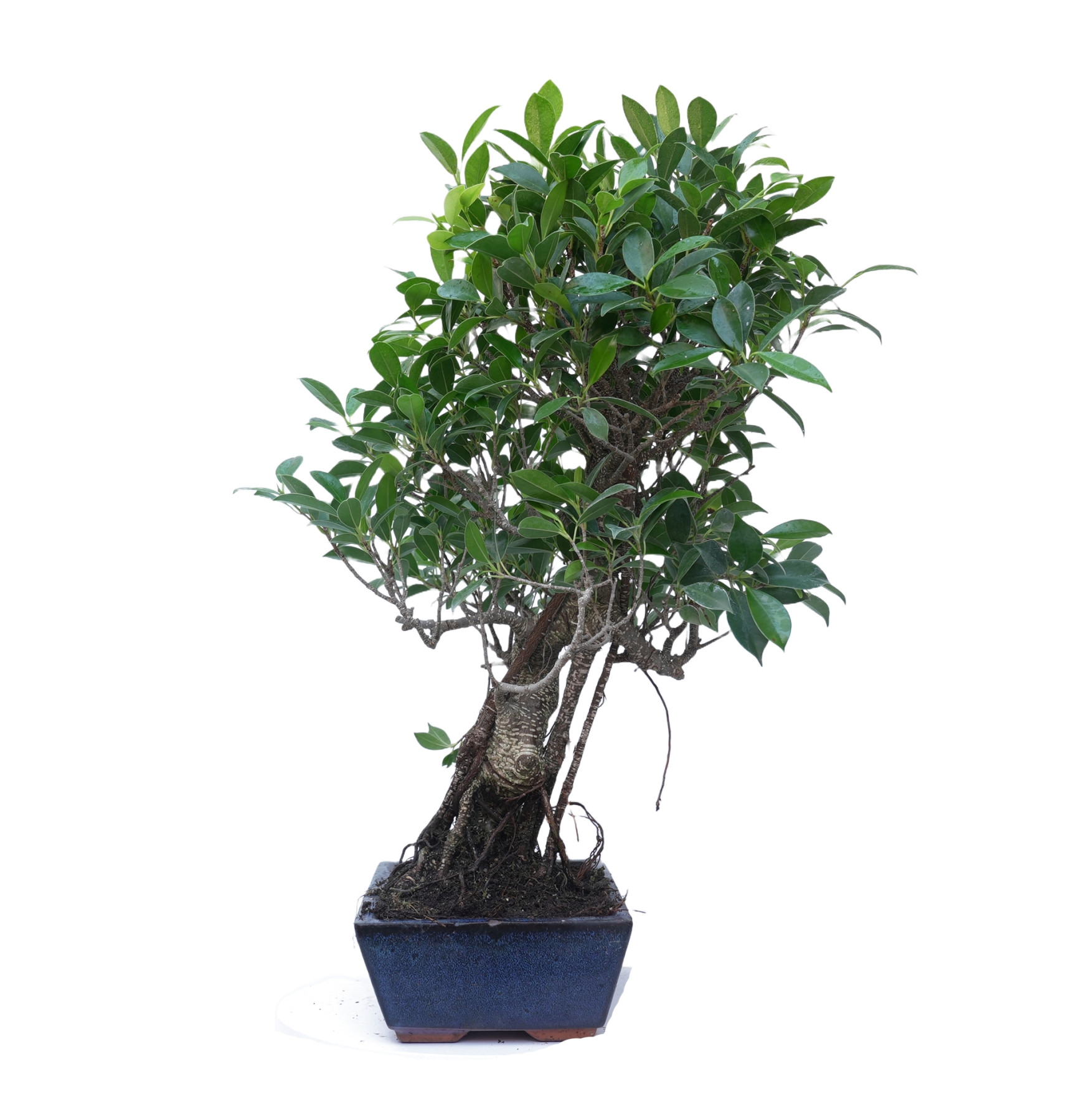 FICUS RETUSA 14918