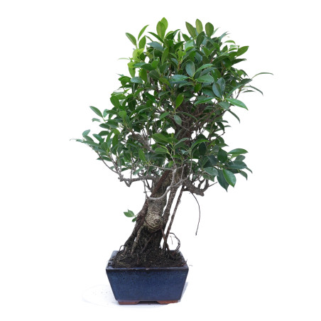 FICUS RETUSA 14918