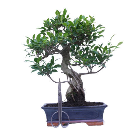 FICUS RETUSA 14920