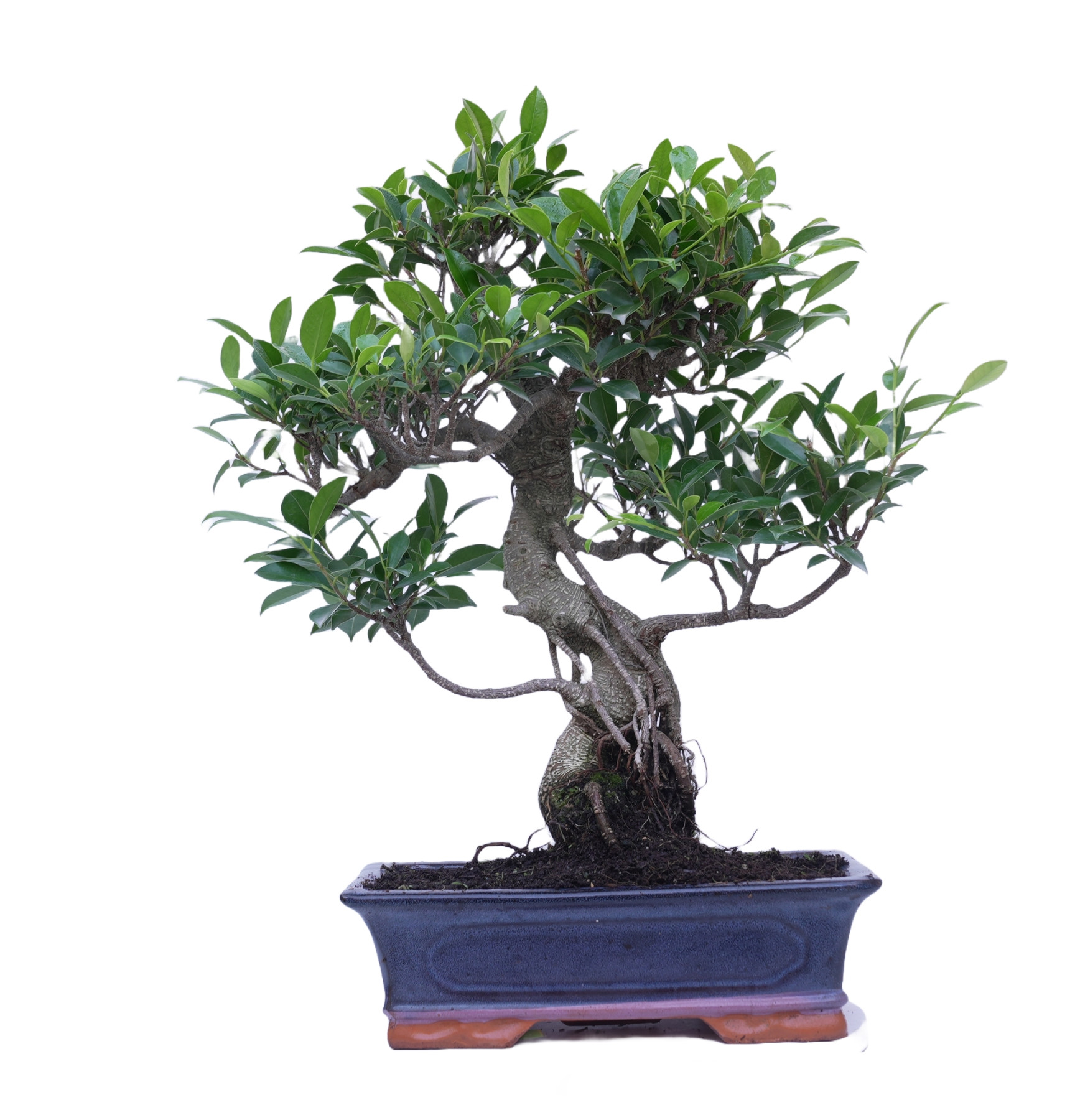 FICUS RETUSA 14920