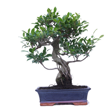 FICUS RETUSA 14920