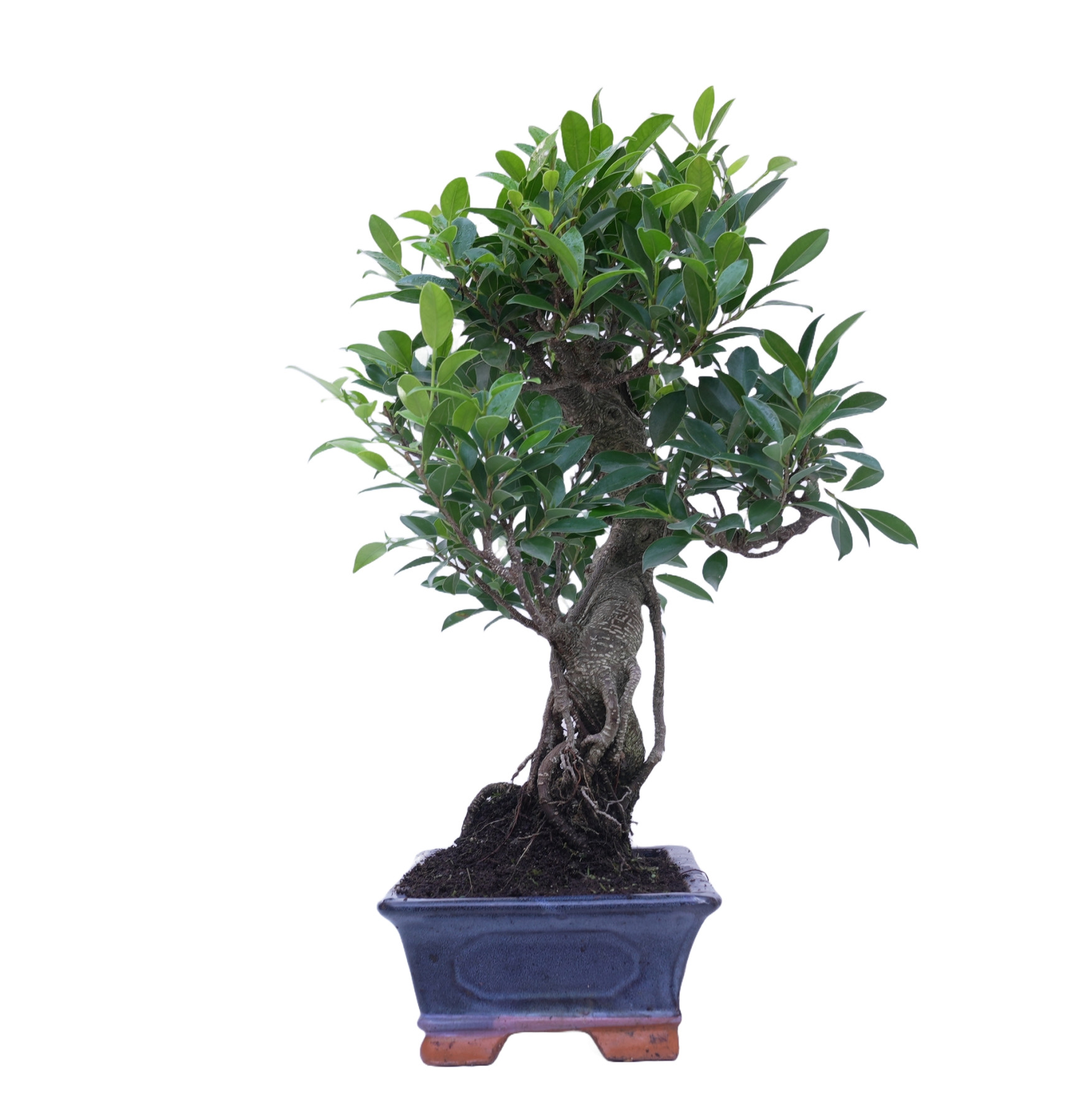 FICUS RETUSA 14920