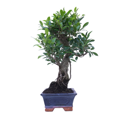 FICUS RETUSA 14920