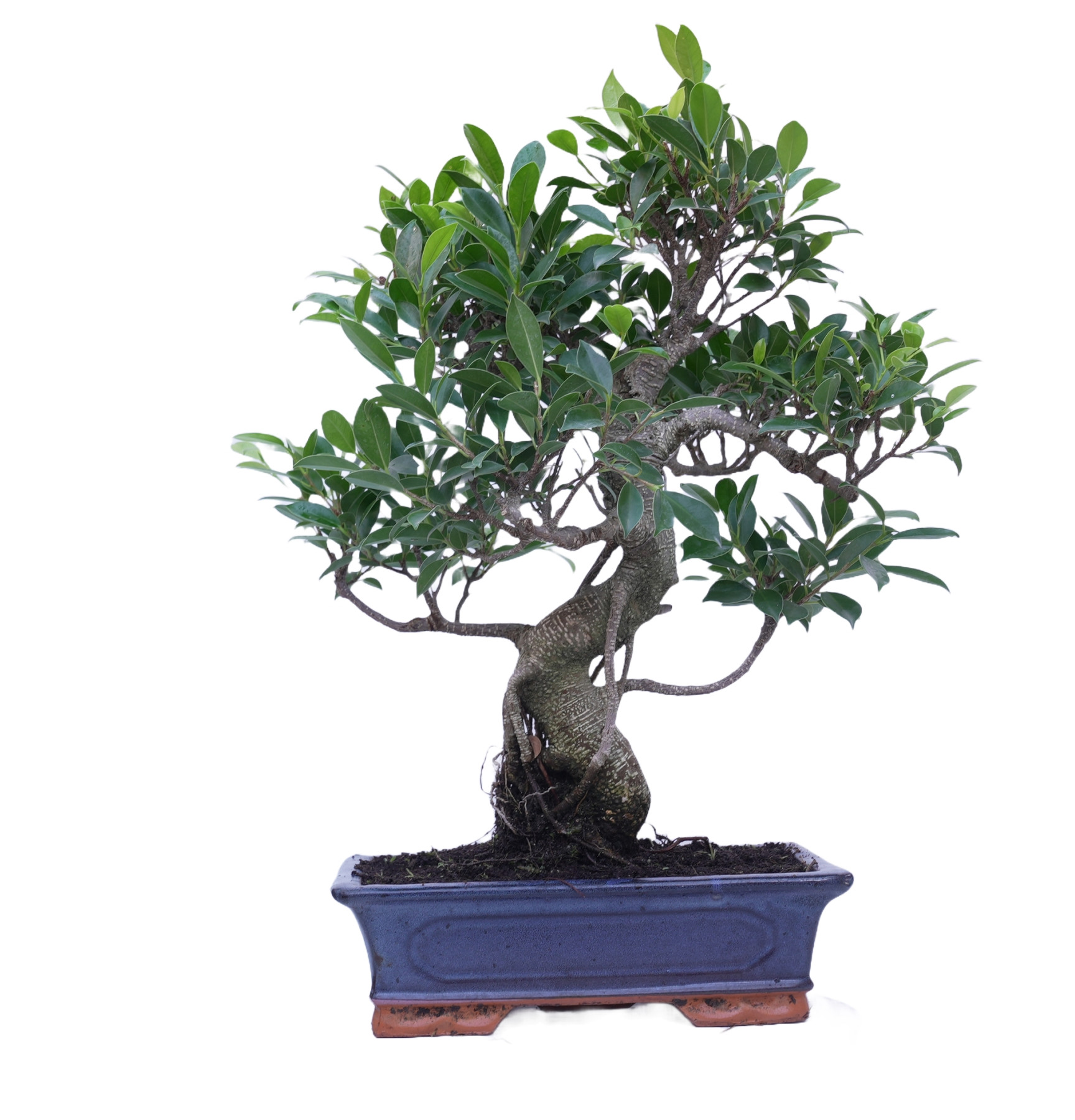 FICUS RETUSA 14920