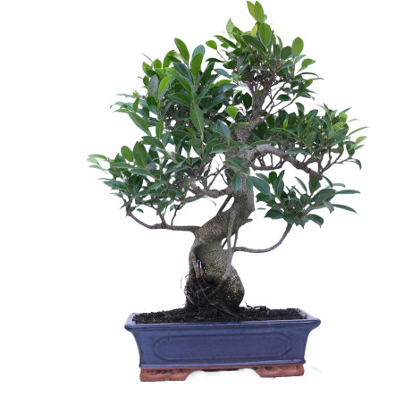 FICUS RETUSA 14920