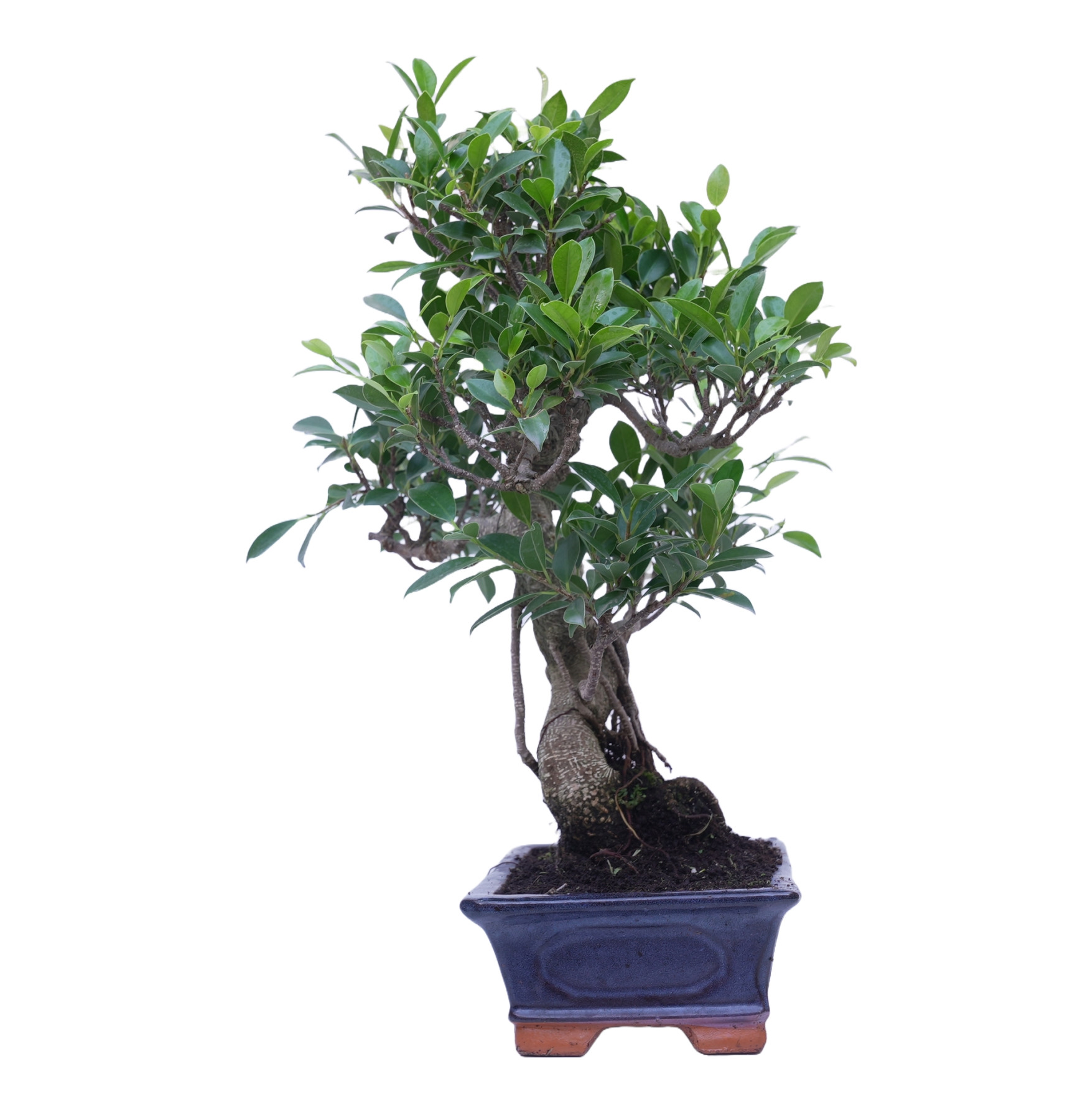 FICUS RETUSA 14920