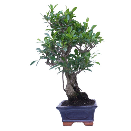 FICUS RETUSA 14920