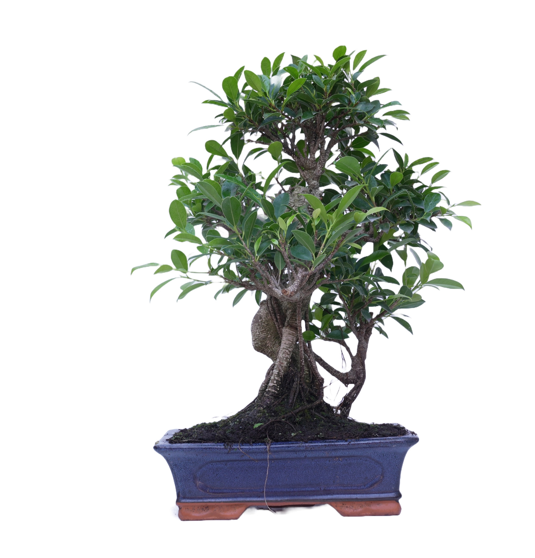 FICUS RETUSA 14921