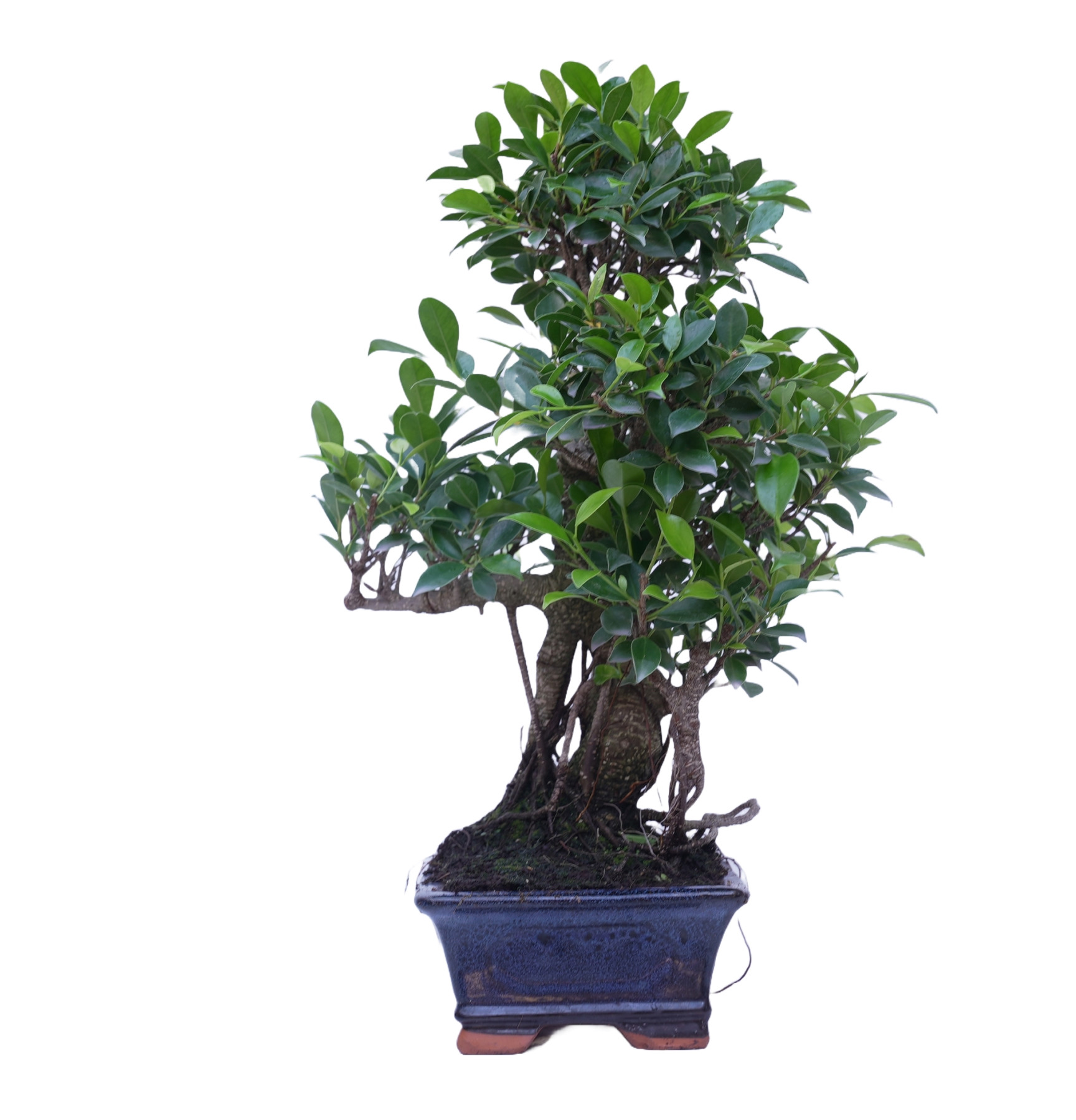 FICUS RETUSA 14921