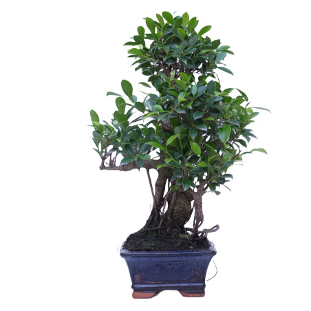 FICUS RETUSA 14921