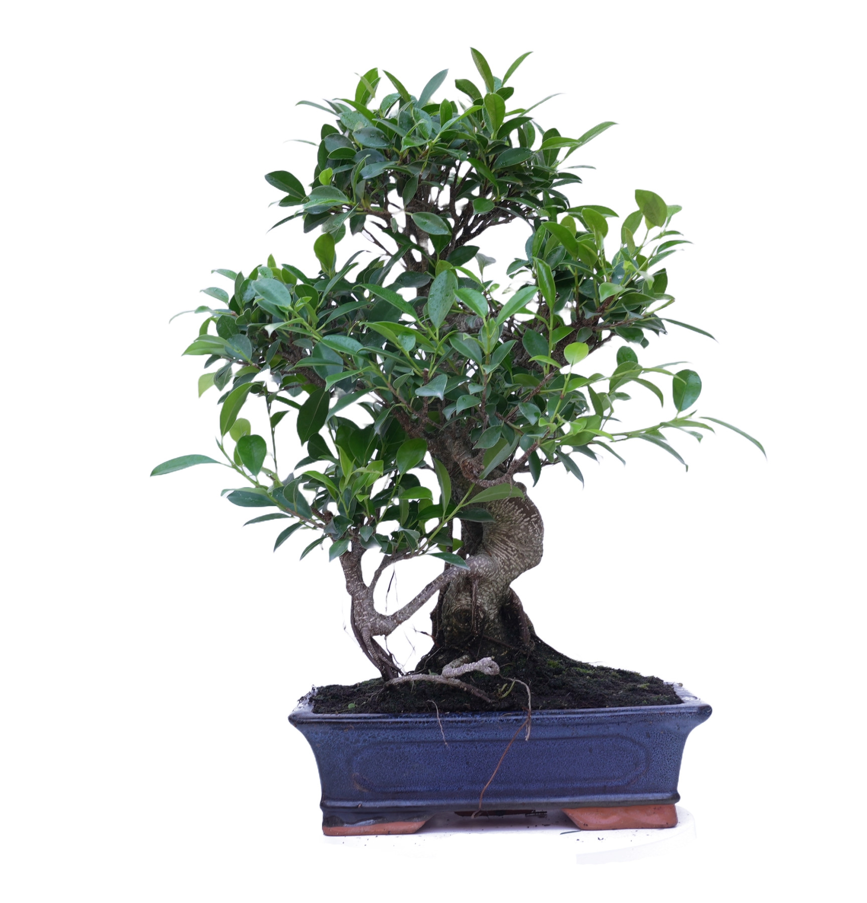 FICUS RETUSA 14921