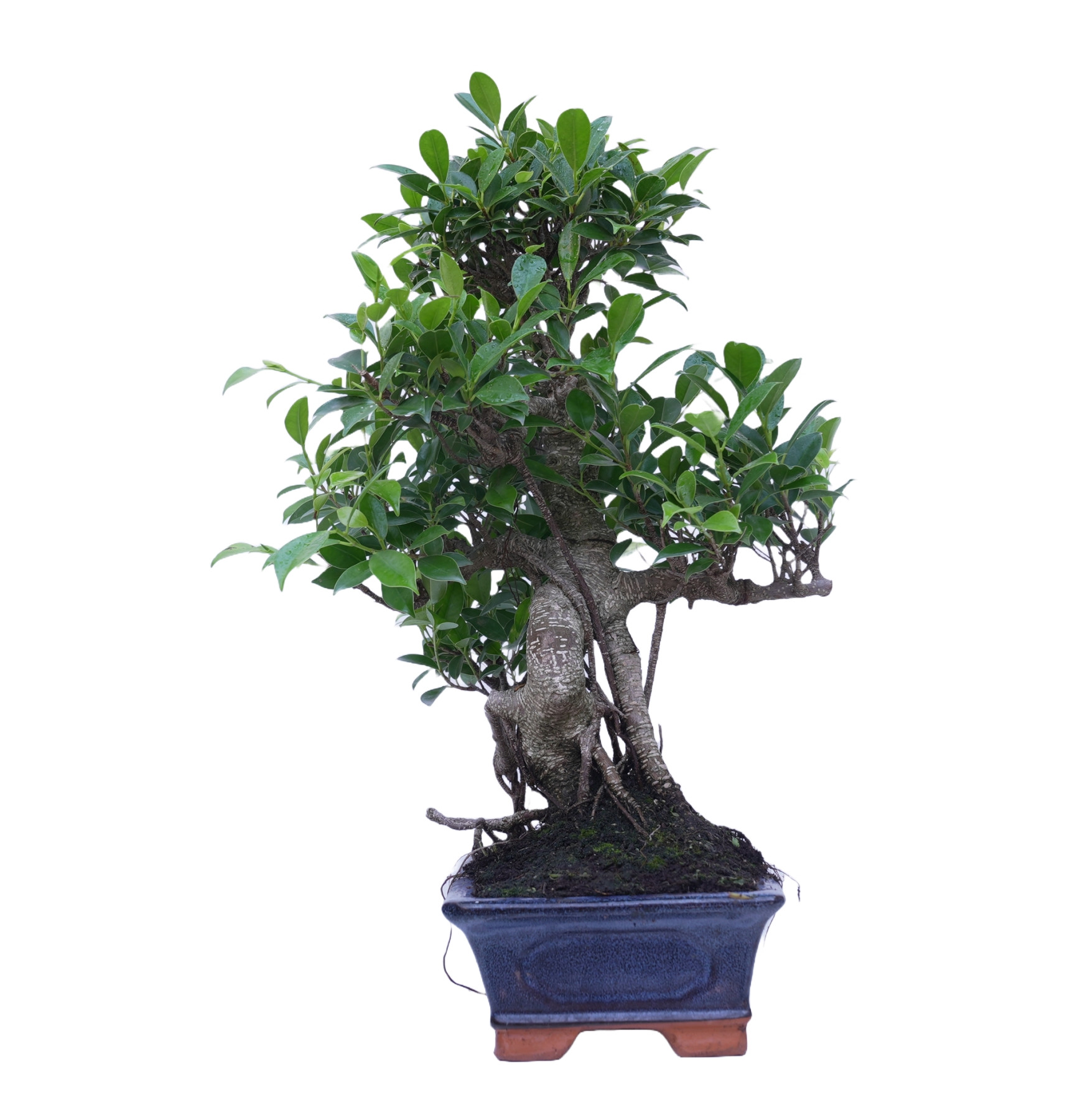 FICUS RETUSA 14921