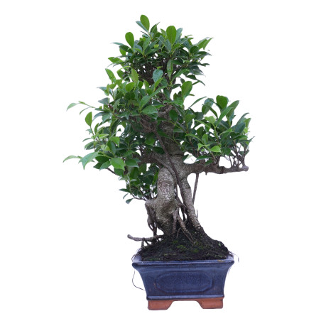 FICUS RETUSA 14921