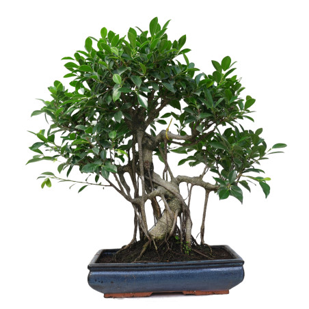 FICUS RETUSA 14922