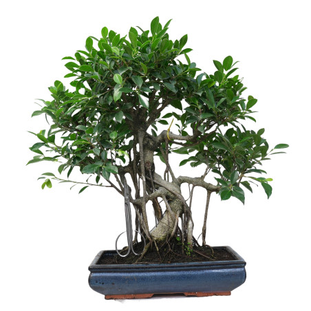 FICUS RETUSA 14922