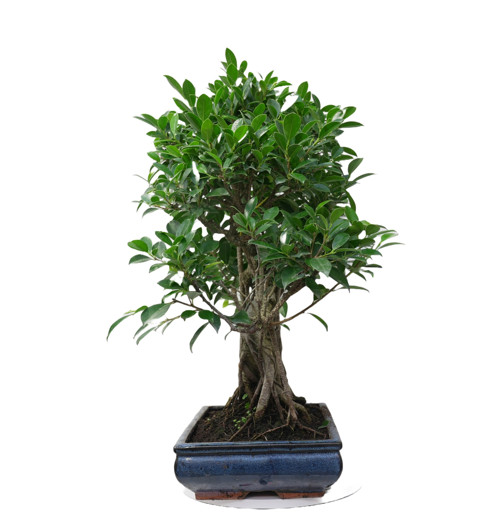 FICUS RETUSA 14922