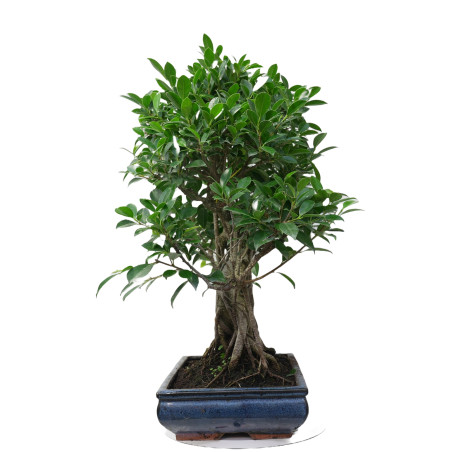 FICUS RETUSA 14922