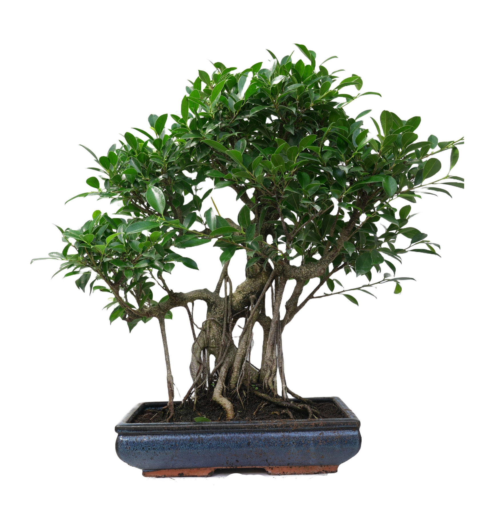 FICUS RETUSA 14922