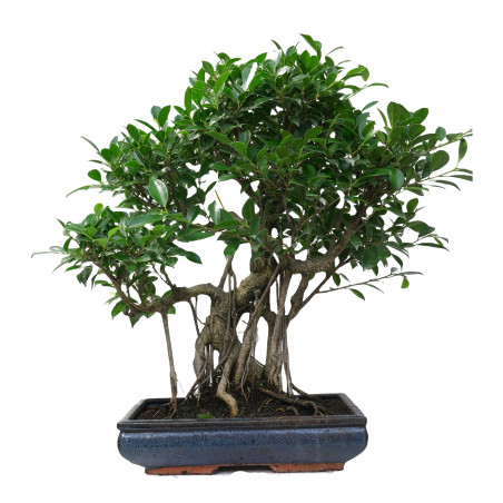 FICUS RETUSA 14922