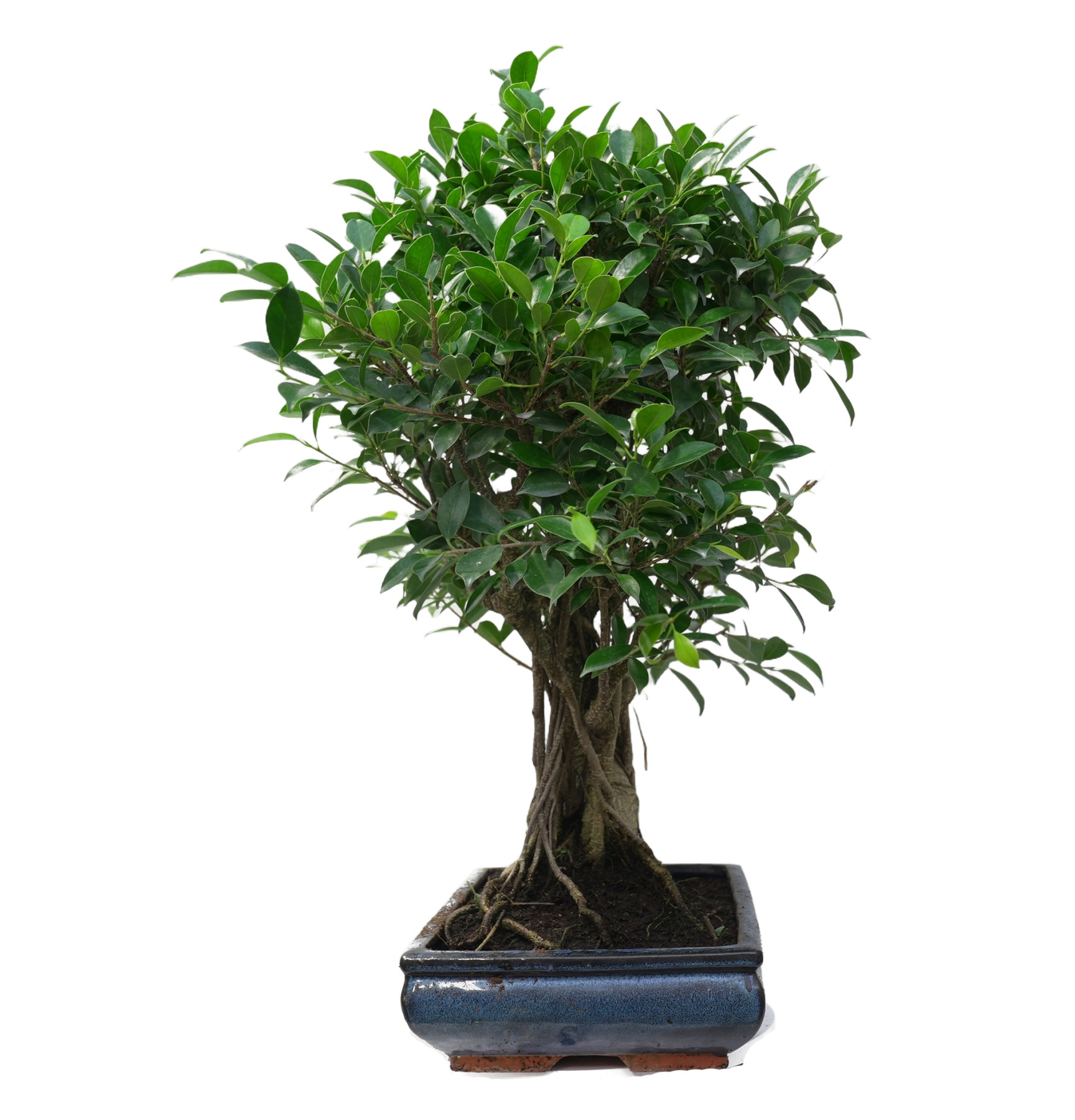 FICUS RETUSA 14922