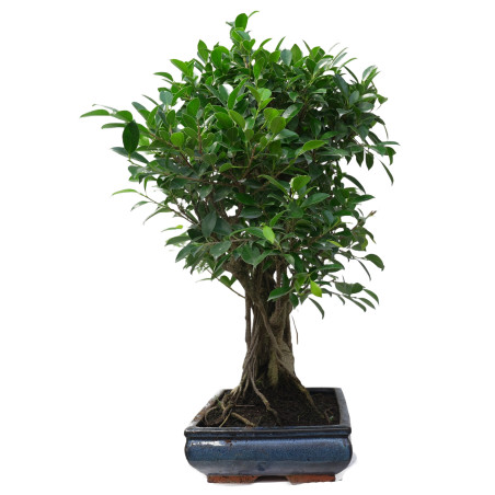 FICUS RETUSA 14922