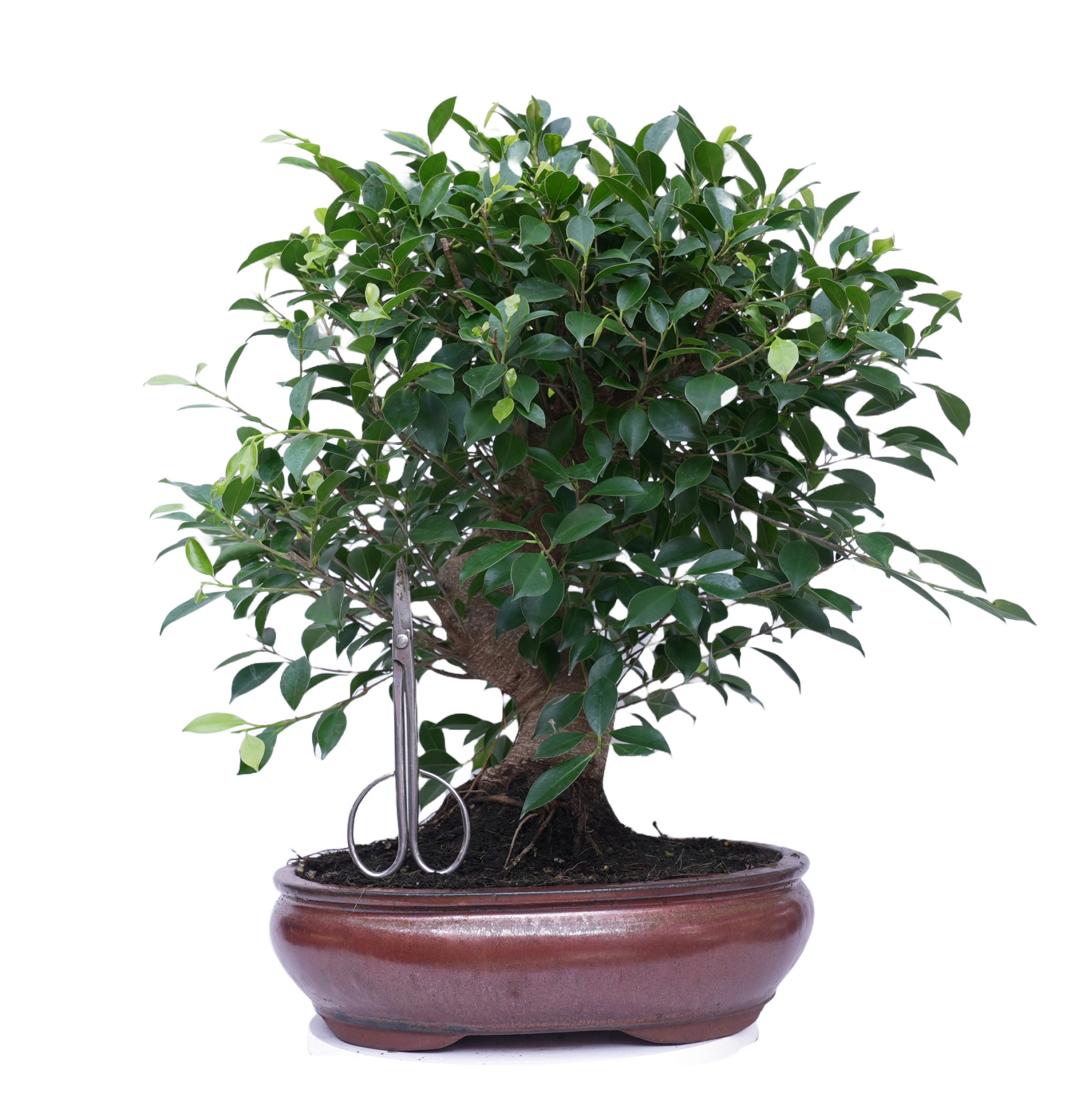 FICUS RETUSA 14923