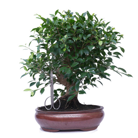 FICUS RETUSA 14923