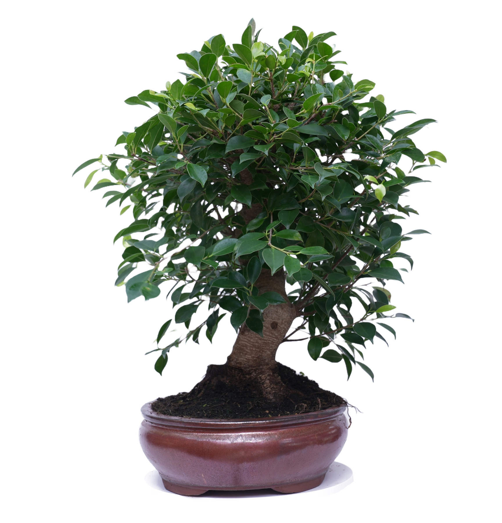 FICUS RETUSA 14923