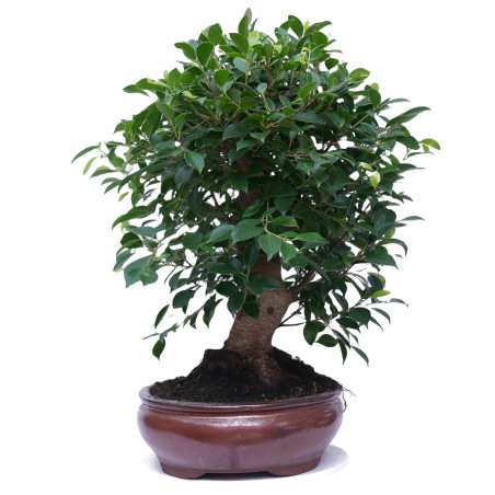 FICUS RETUSA 14923