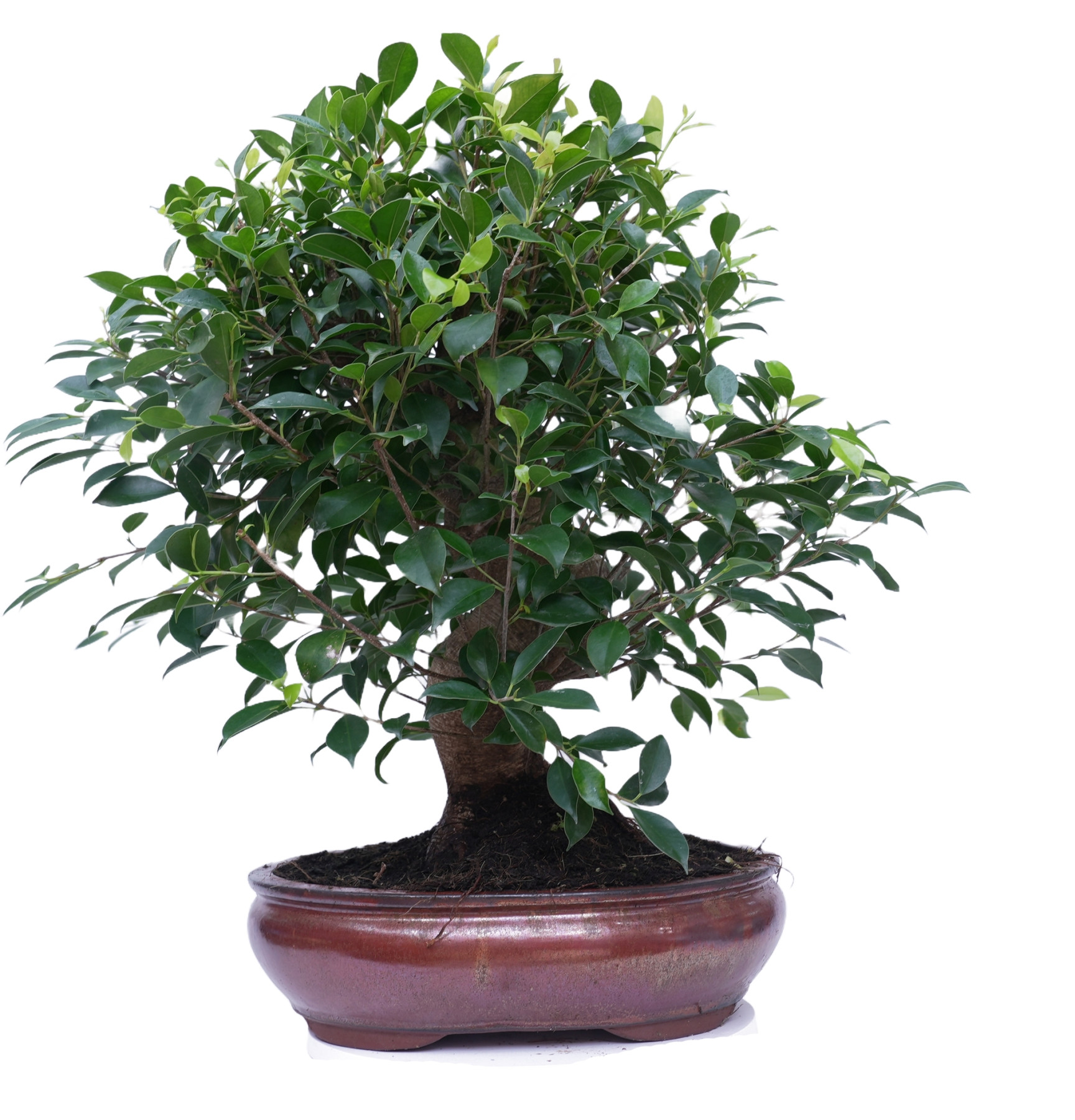 FICUS RETUSA 14923