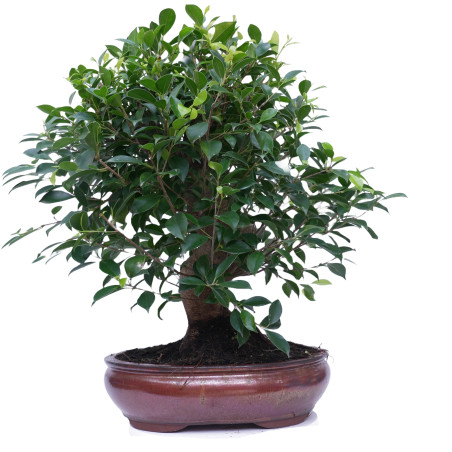 FICUS RETUSA 14923