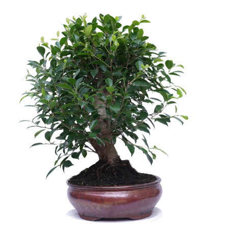 FICUS RETUSA 14923