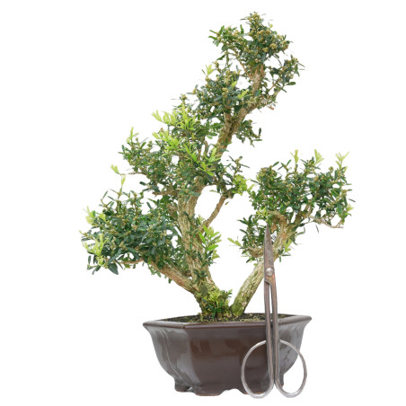 BUXUS HARLANDI 14924