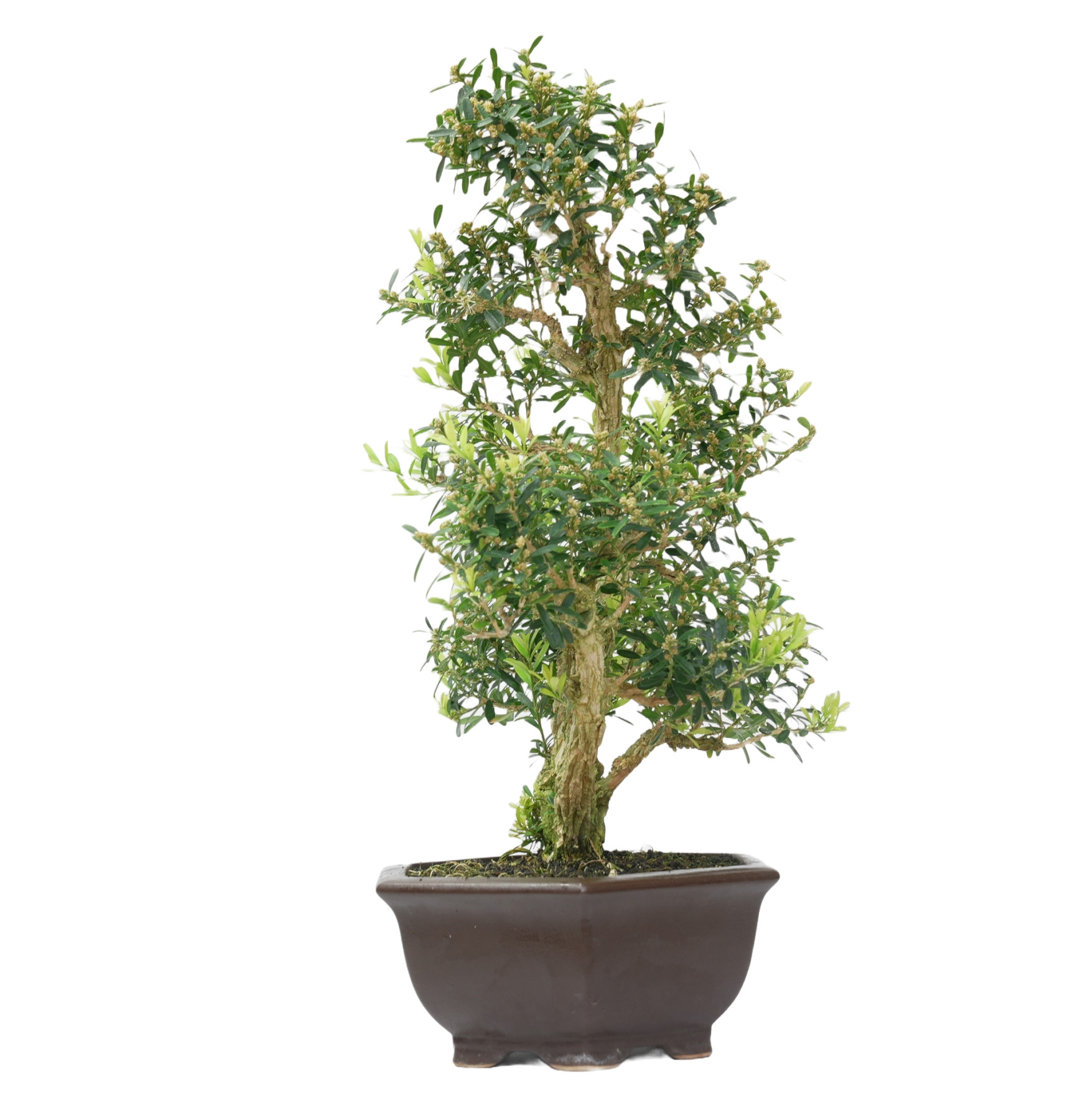 BUXUS HARLANDI 14924