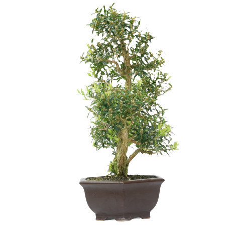 BUXUS HARLANDI 14924