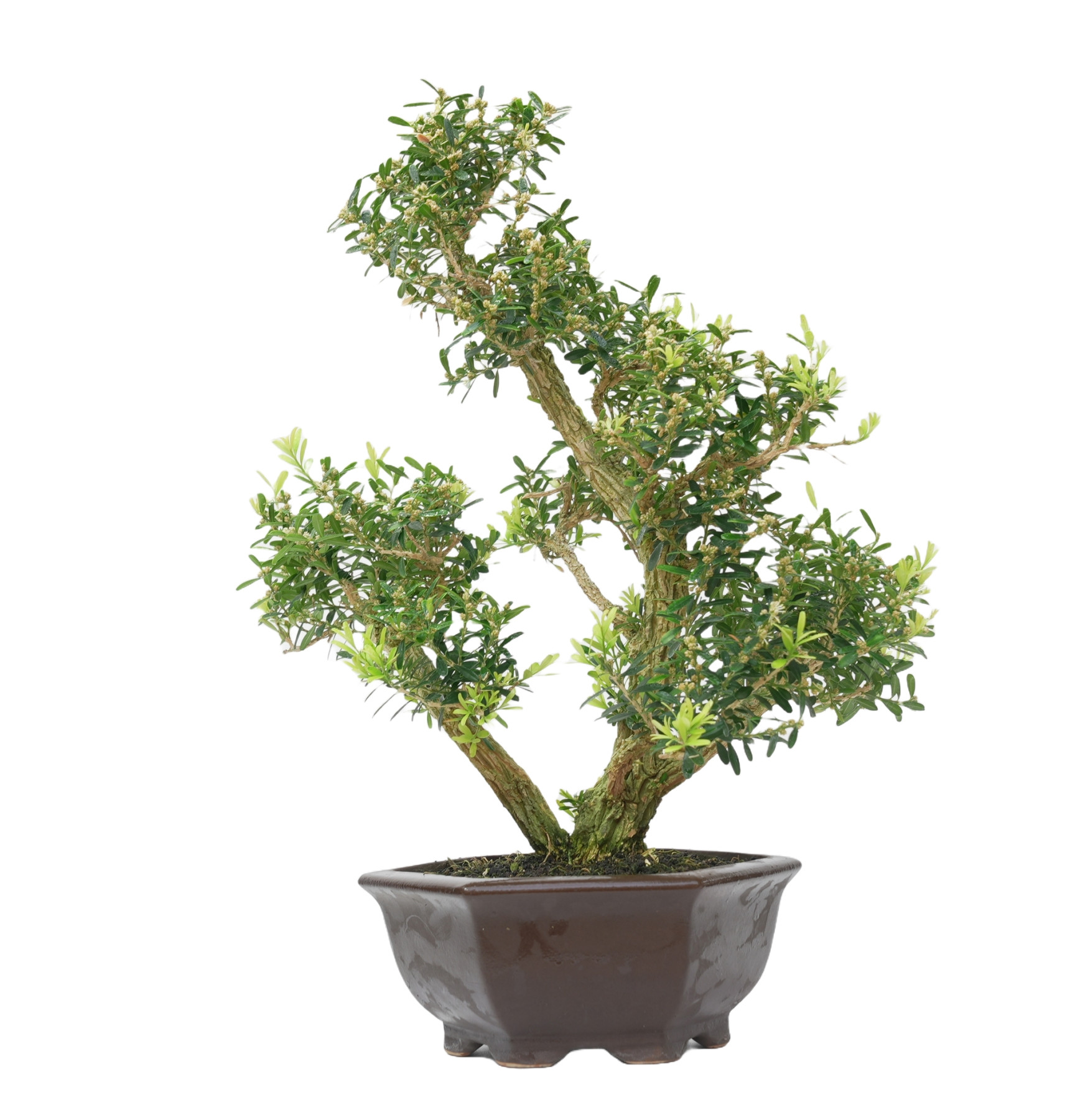 BUXUS HARLANDI 14924