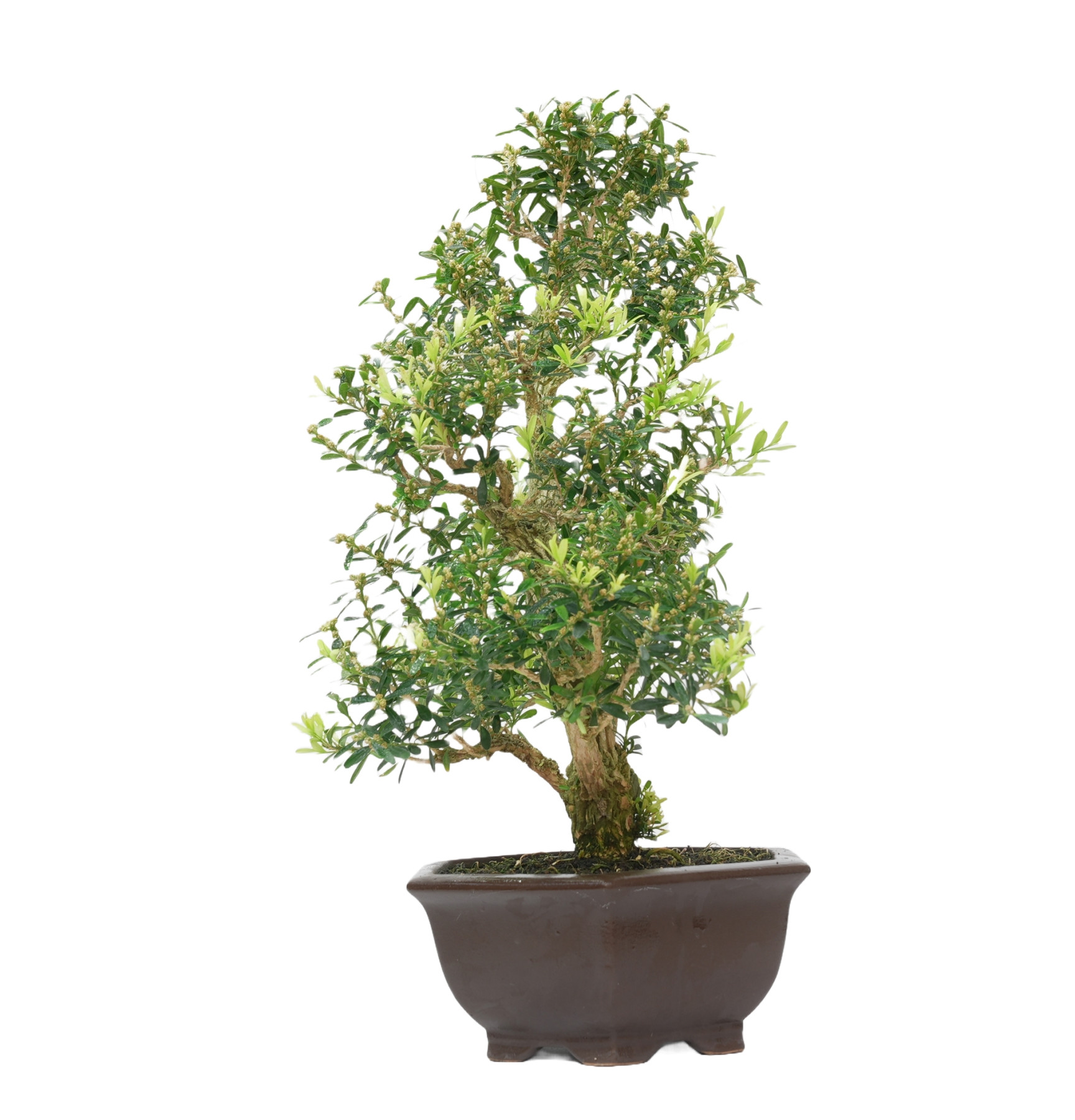 BUXUS HARLANDI 14924