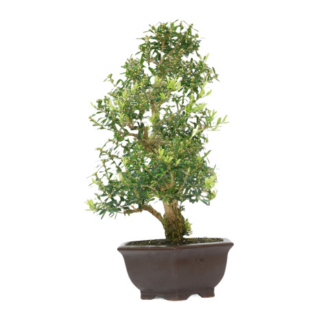 BUXUS HARLANDI 14924