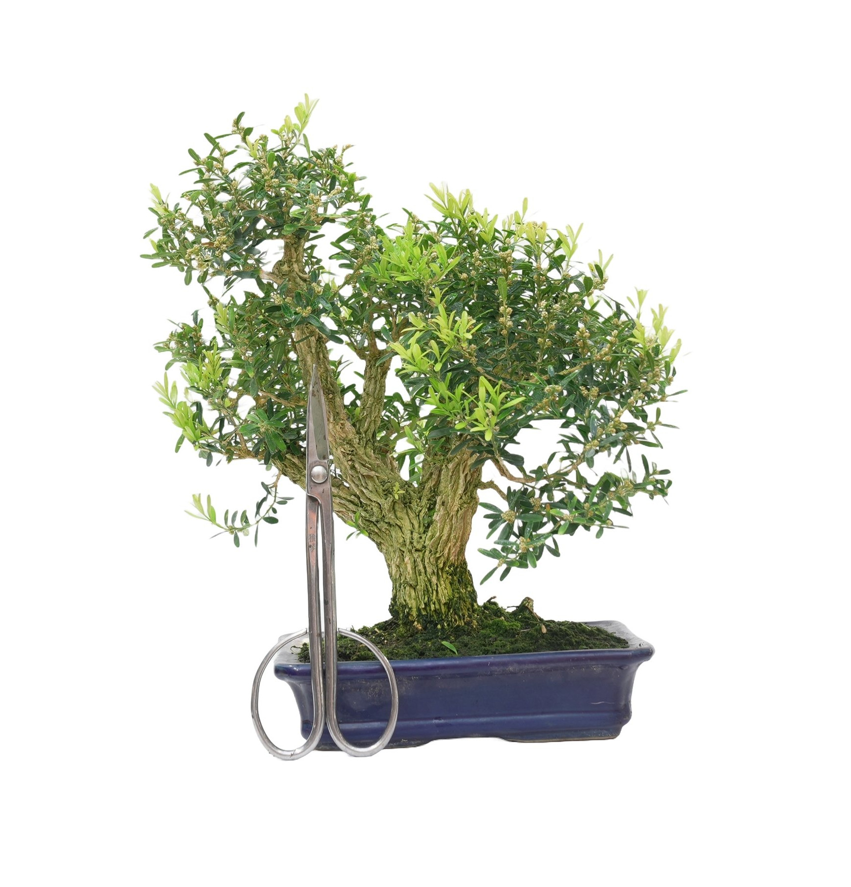 BUXUS HARLANDI 14925