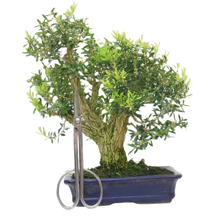 BUXUS HARLANDI 14925