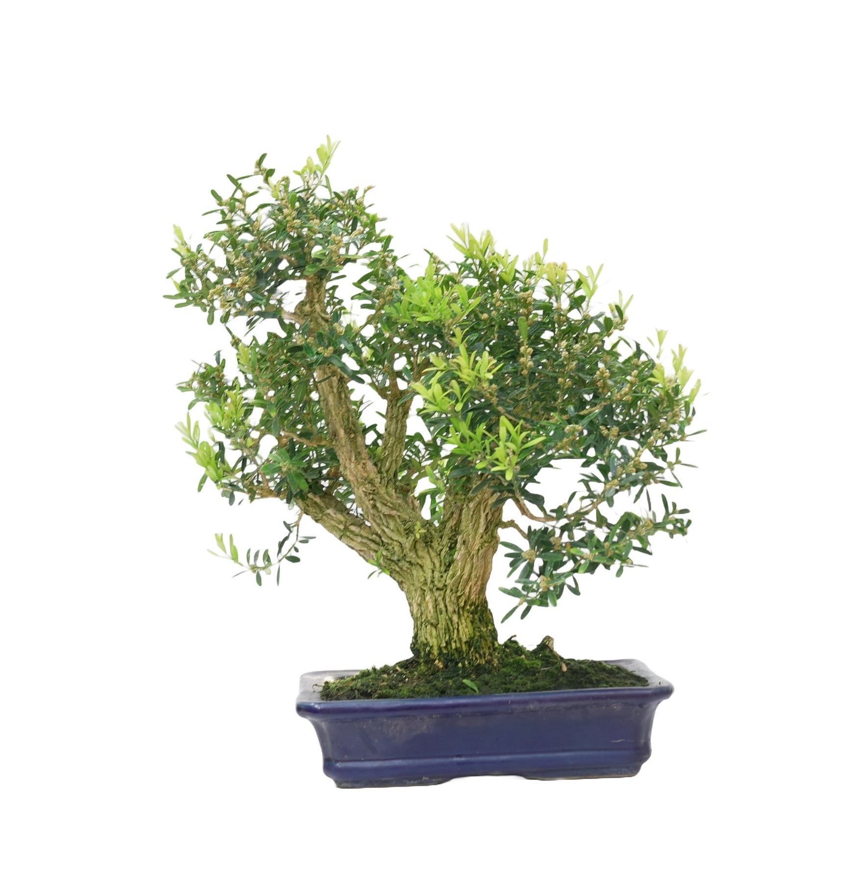 BUXUS HARLANDI 14925