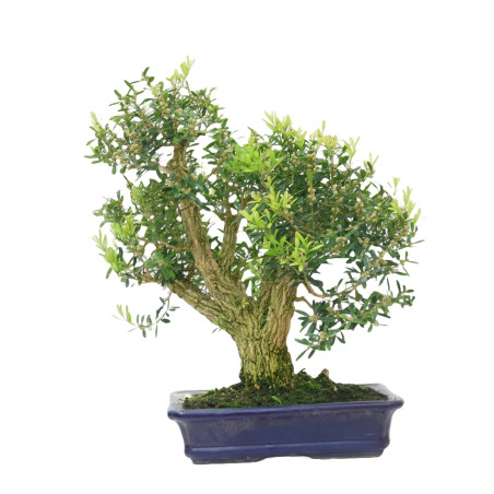 BUXUS HARLANDI 14925