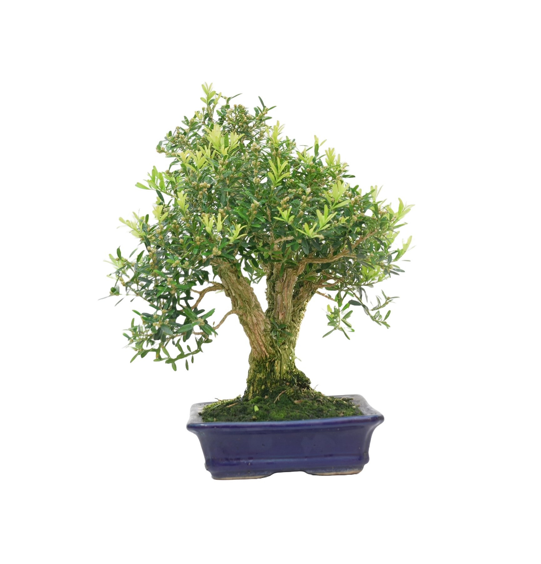 BUXUS HARLANDI 14925