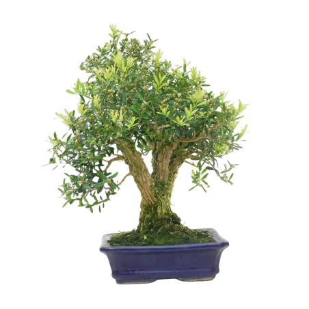 BUXUS HARLANDI 14925