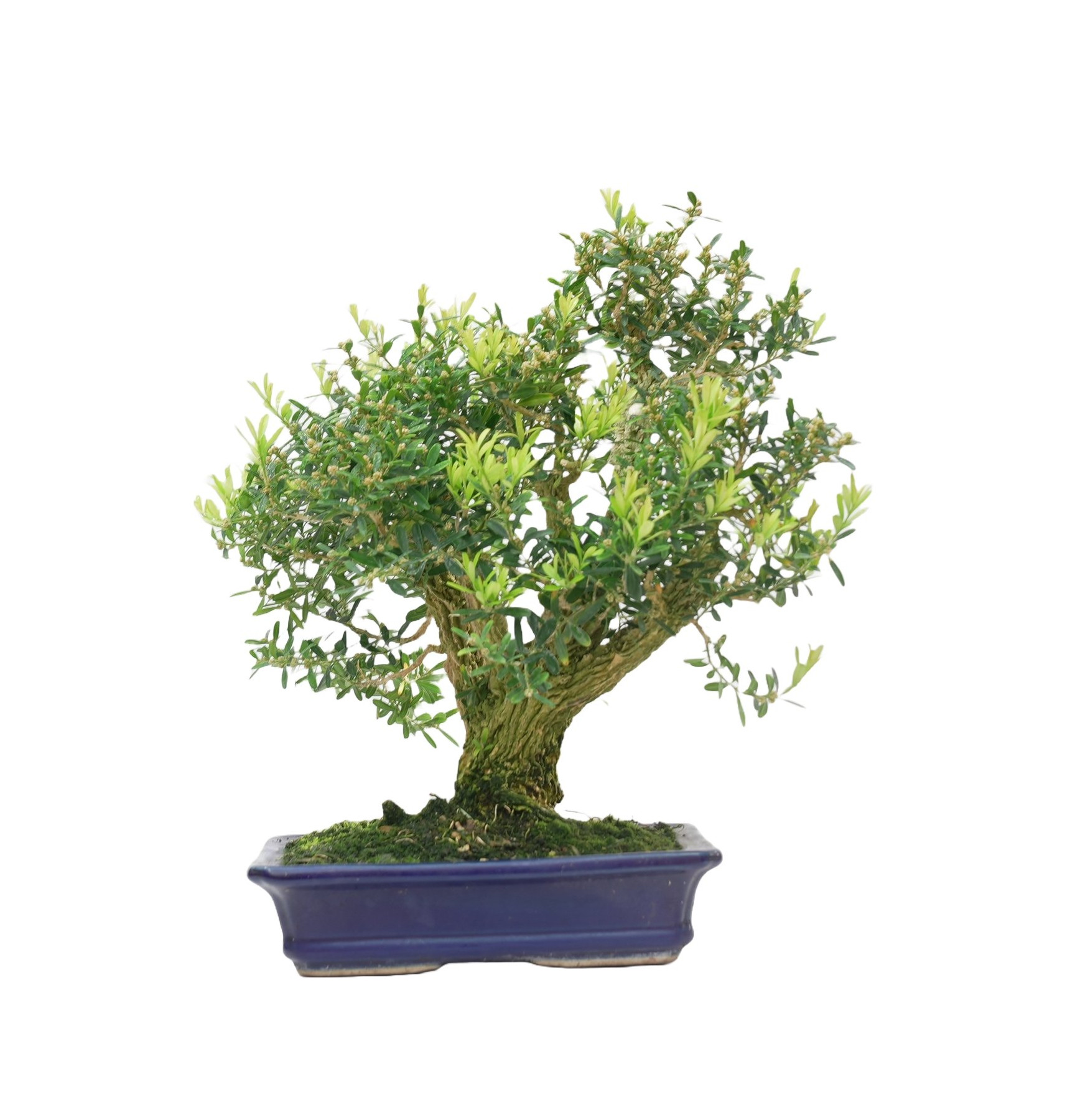 BUXUS HARLANDI 14925