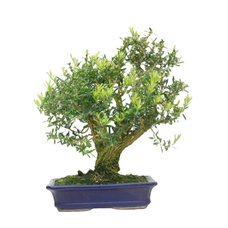 BUXUS HARLANDI 14925