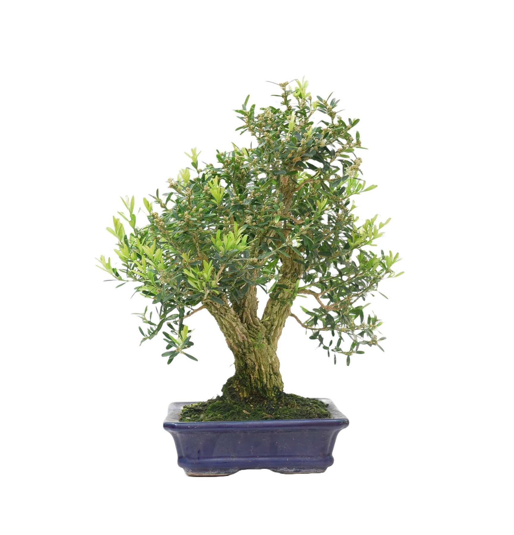 BUXUS HARLANDI 14925