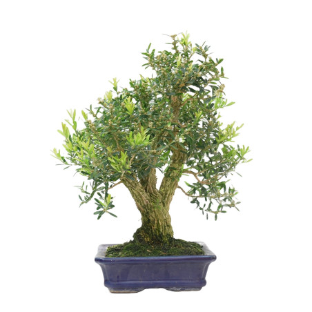 BUXUS HARLANDI 14925