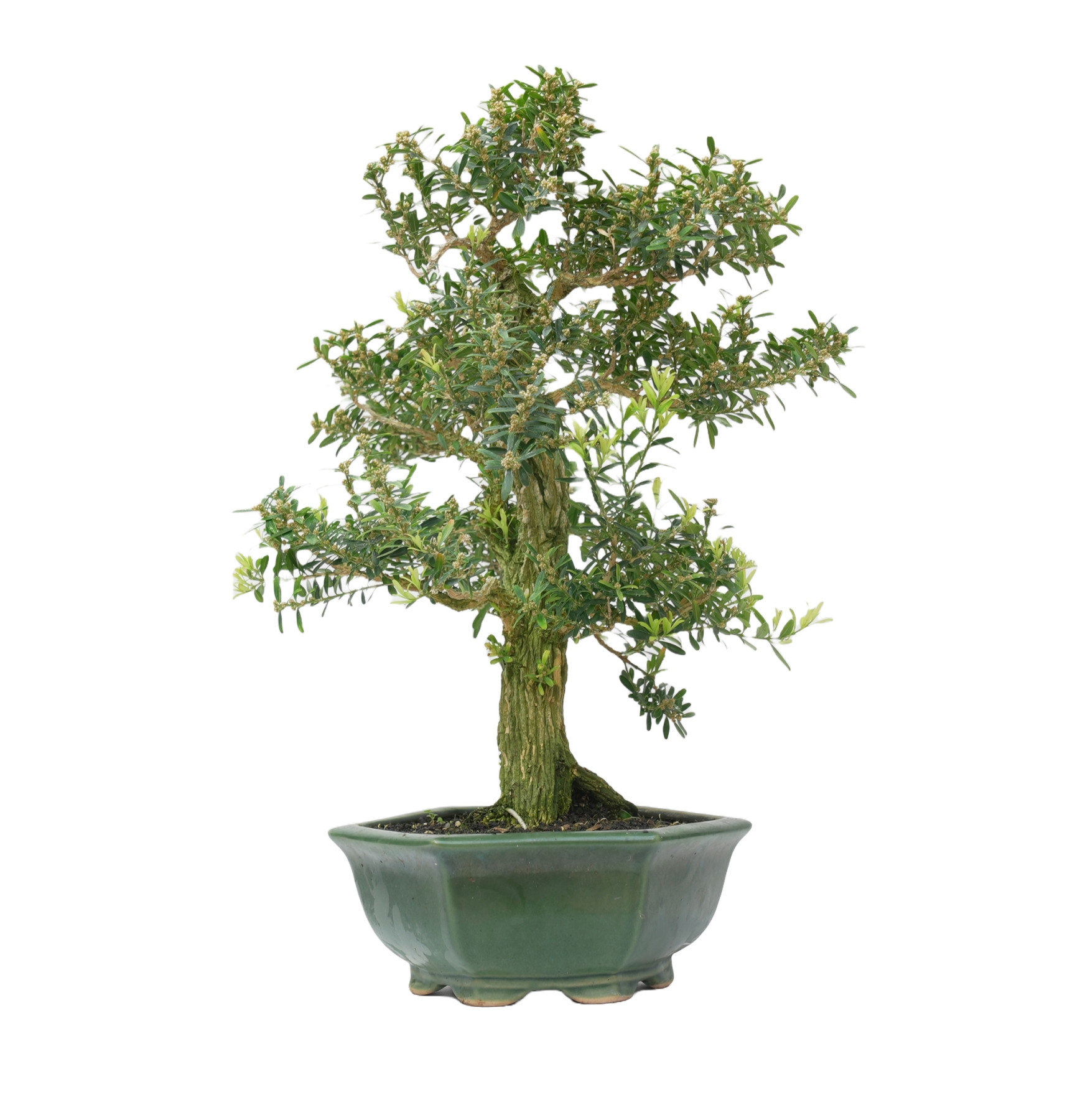 BUXUS HARLANDI 14927