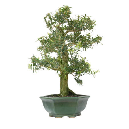 BUXUS HARLANDI 14927